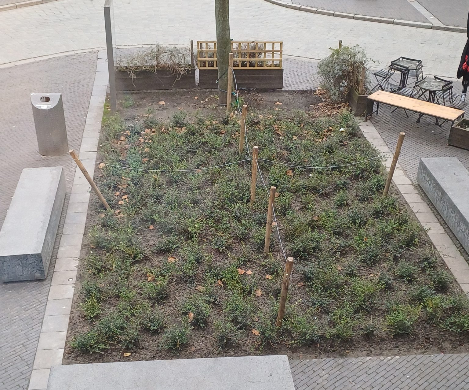 Citizen's budget in Antwerp: more green in the streets.